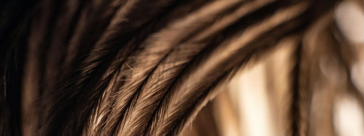 Close-up of hair strands in warm light